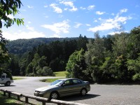 Numinbah Valley - Black Green Foliage near Picnic Ground